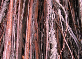 Tan Listwa, racines, roots