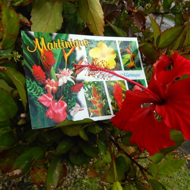 Madinina, île aux fleurs, Flower Island