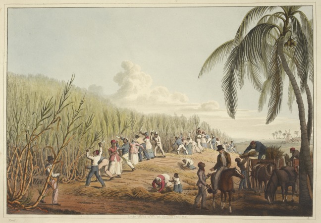 tanlistwa, Clark, Slaves cutting the sugar cane Antigua 1823